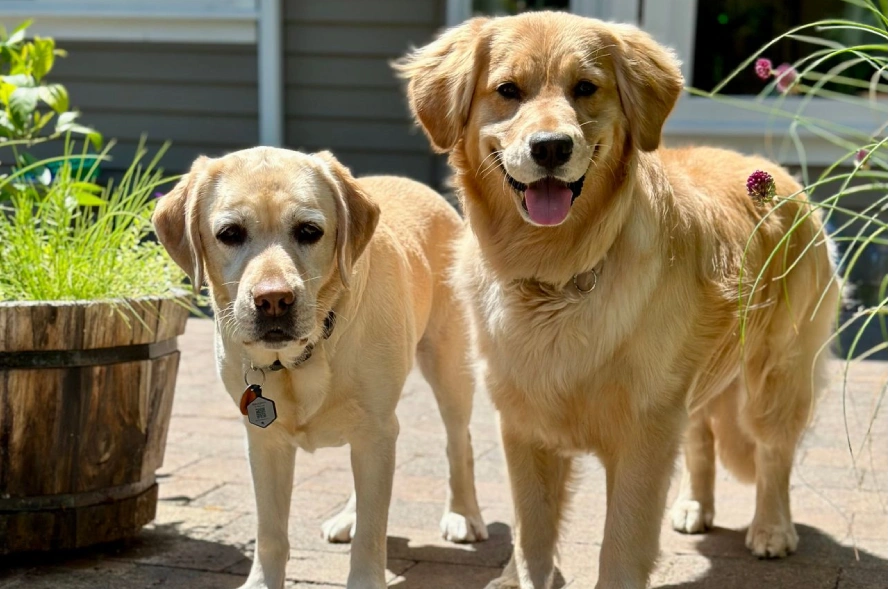 Pet Supplies